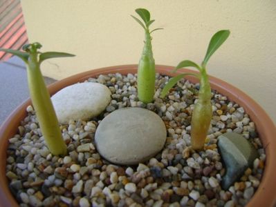 Grup de 3 Adenium; Adenium obesum “YellowSoon” 
Adenium obesum “Star Of Black Night” 
Adenium Arabicum “Desert Night Fork”
