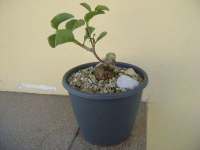 Anredera cordifolia (Madeira Vine)