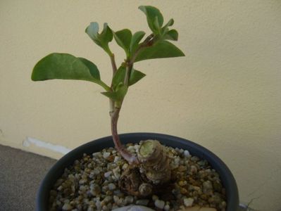 Anredera cordifolia (Madeira Vine)