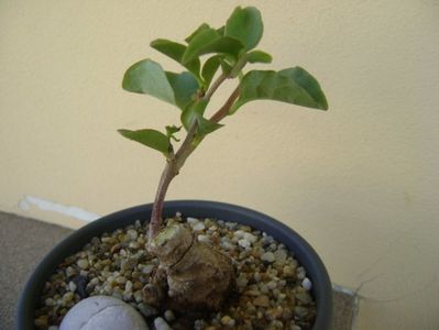 Anredera cordifolia (Madeira Vine)