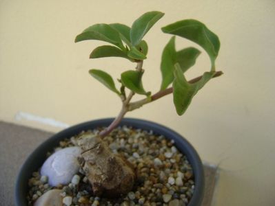 Anredera cordifolia (Madeira Vine)