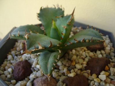 Agave titanota