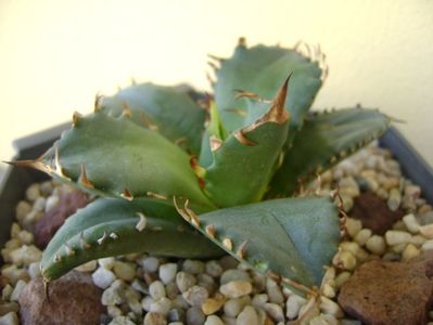 Agave titanota