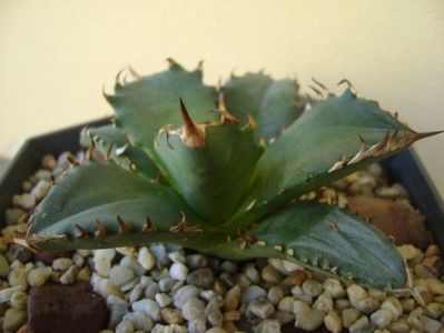 Agave titanota