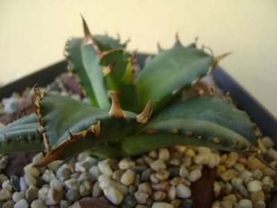 Agave titanota