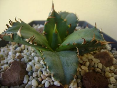 Agave titanota