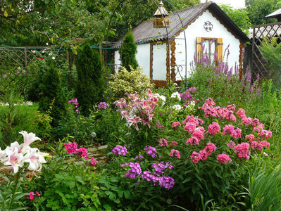 Phlox Alexandra, Wilhelm Kesselringi, Tequila Sunrise