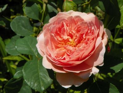 A Shropshire Lad