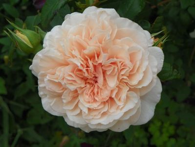 Rose de Tolbiac