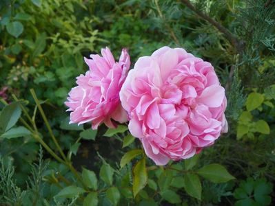 Cottage Rose