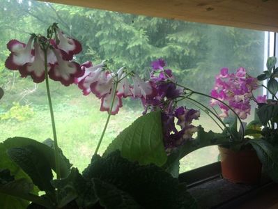 15.7.2017; Streptocarpus
