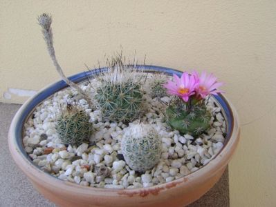 Grup de 6 Gymnocactus (Turbinicarpus); Gymnocactus beguinii, zaragozae, knuthianus, subterraneus, viereckii, sauerii v.nelissae
