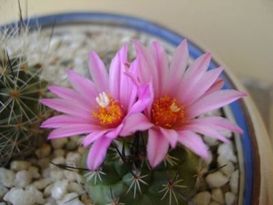 Turbinicarpus viereckii