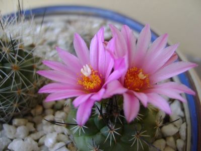 Turbinicarpus viereckii