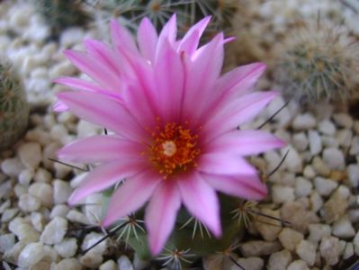 Turbinicarpus viereckii