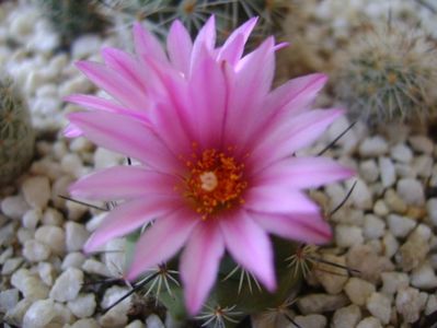 Turbinicarpus viereckii