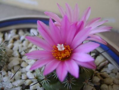 Turbinicarpus viereckii