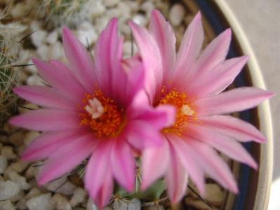 Turbinicarpus viereckii