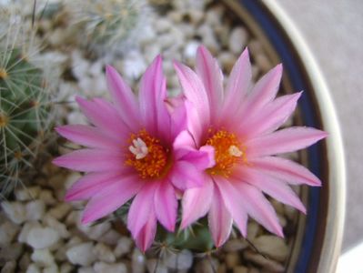 Turbinicarpus viereckii