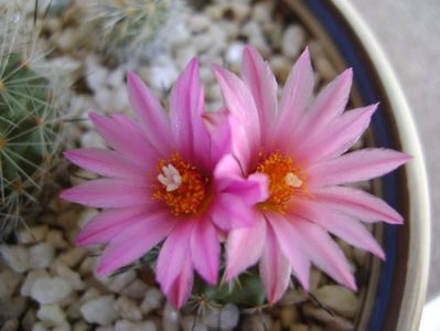 Turbinicarpus viereckii