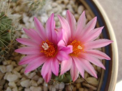 Turbinicarpus viereckii