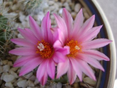 Turbinicarpus viereckii