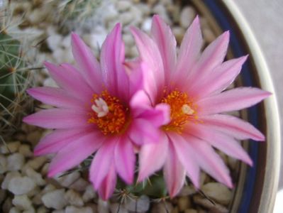 Turbinicarpus viereckii