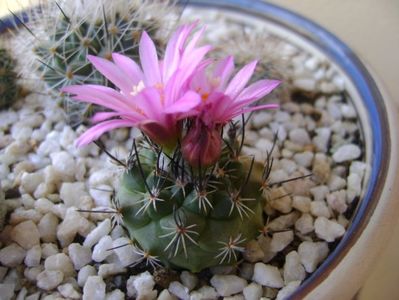 Turbinicarpus viereckii