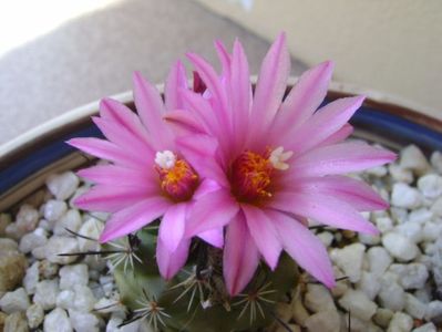 Turbinicarpus viereckii