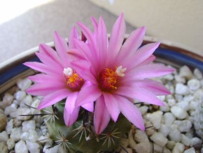 Turbinicarpus viereckii