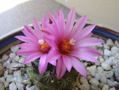 Turbinicarpus viereckii