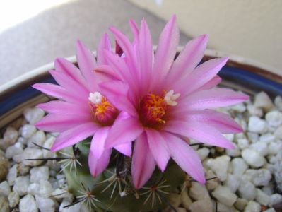 Turbinicarpus viereckii