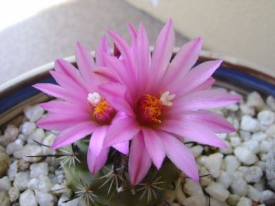 Turbinicarpus viereckii