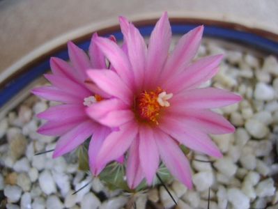 Turbinicarpus viereckii