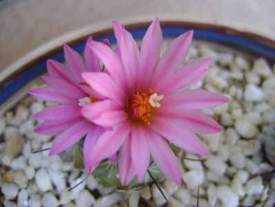 Turbinicarpus viereckii