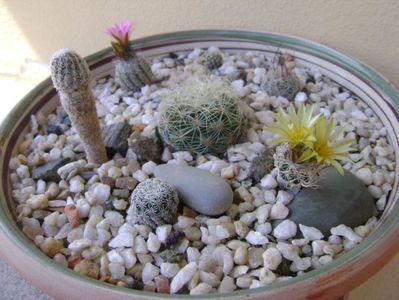 Grup de 6 Turbinicarpus; Turbinicarpus krainzianus v. minimus
Turbinicarpus krainzianus v. lausserii
Turbinicarpus graminispinus
Turbinicarpus dickinsoniae
Turbinicarpus pseudopectinatus
