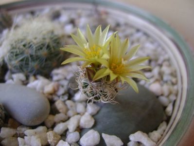 Turbinicarpus krainzianus v. minimus