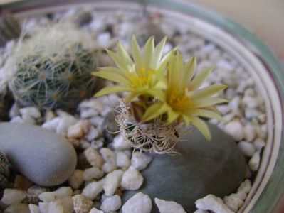 Turbinicarpus krainzianus v. minimus