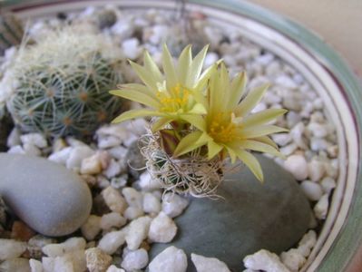 Turbinicarpus krainzianus v. minimus