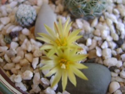 Turbinicarpus krainzianus v. minimus