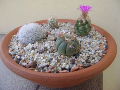 Grup de 4 cactusi; Echinocactus horizonthalonius 
Mammillaria candida
Escobaria hesteri
Escobaria minima
