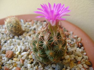 Escobaria hesteri