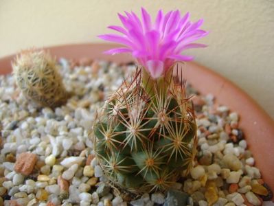 Escobaria hesteri