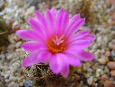 Escobaria hesteri