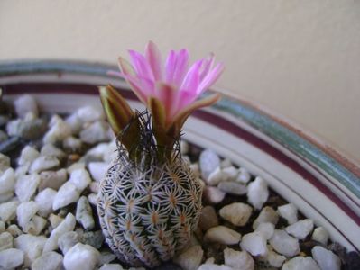 Turbinicarpus krainzianus v. lausserii