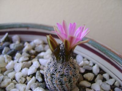 Turbinicarpus krainzianus v. lausserii