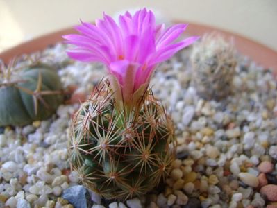 Escobaria hesteri