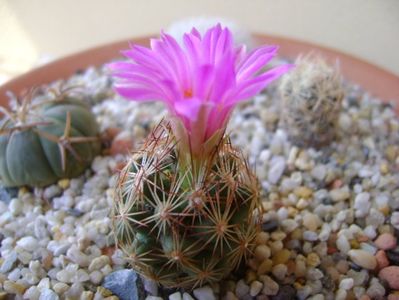 Escobaria hesteri