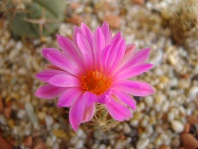 Escobaria hesteri