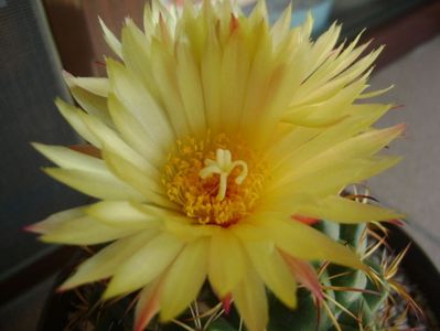 Coryphantha elephantidens v. sulcolanata